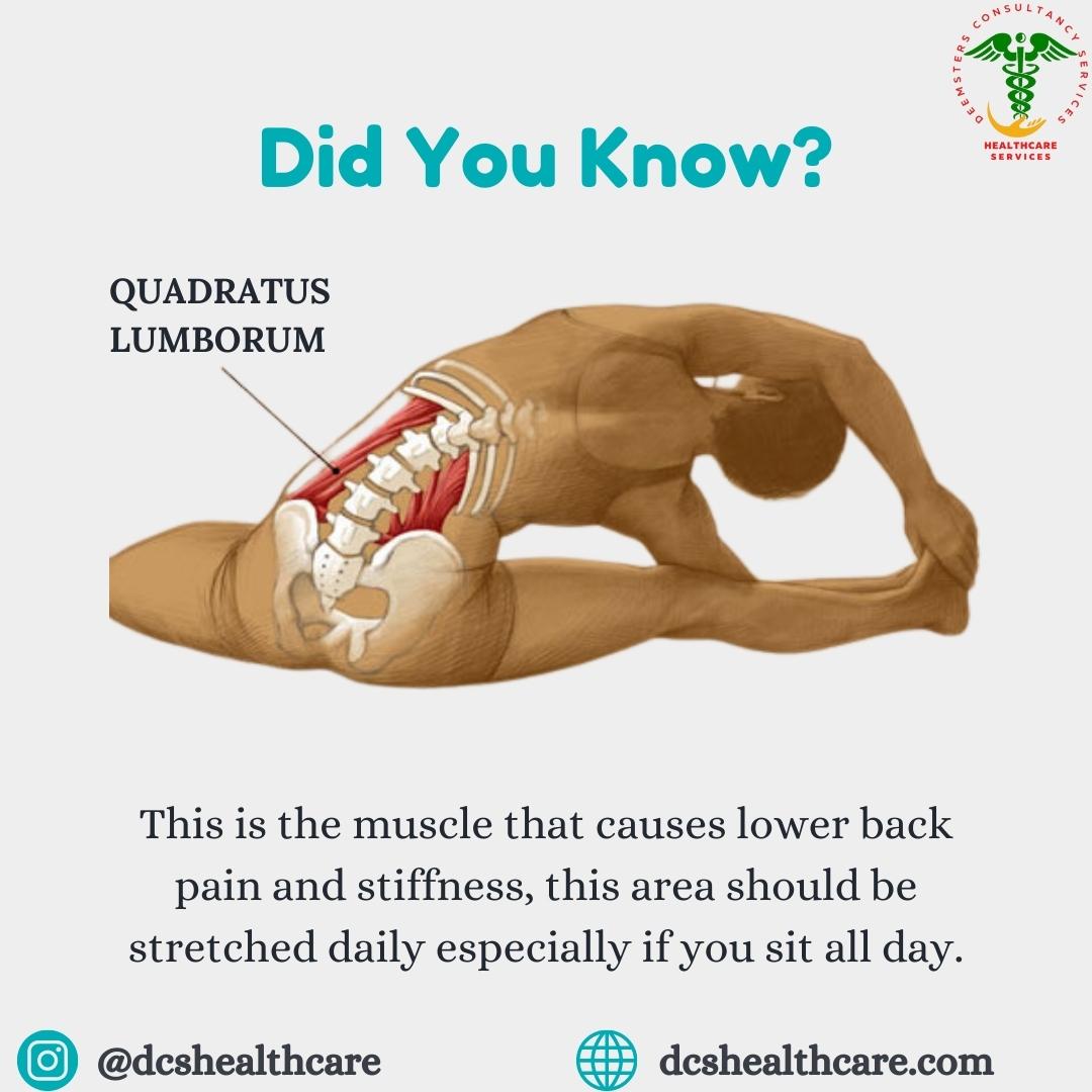 Did You Know?

#didyouknow #didyouknowfacts #didyouknowthat #factsaboutlife #doctors #doctor #hospitals #hospitalship #hospitalstaff #hospital #dcshealthcare #healthcareservices  #backpain #backpainrelief #backpainexercises #quadratuslumborum #healthcareservicesgroup