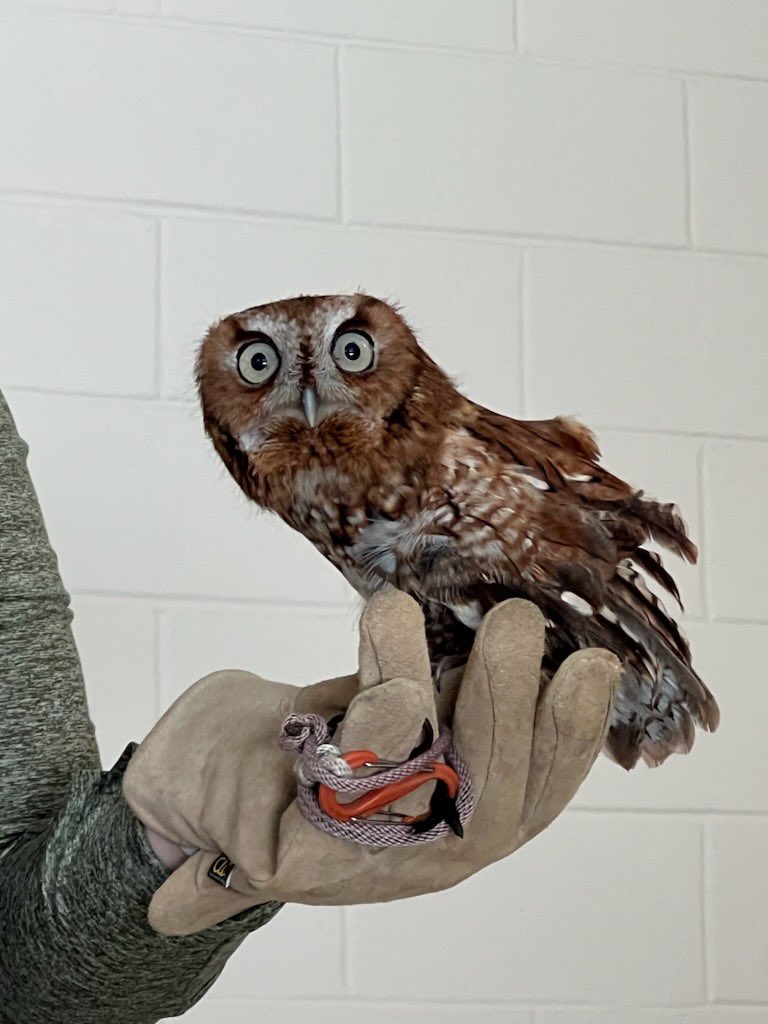 Phyllis Kramer tweet media