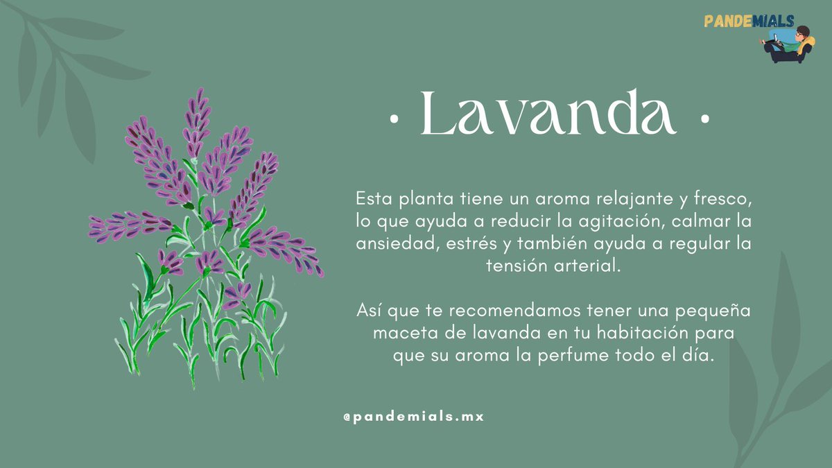 pandemialsmx's tweet photo. Tener un buen descanso es vital para iniciar bien el día, así que te compartimos como utilizar diferentes plantas con increíbles propiedades que te ayudarán a descansar mejor 🙌🏼🌿 #pandemials #tipsnaturales #lavanda #suculentas #valeriana https://t.co/LM7AjLIcjx