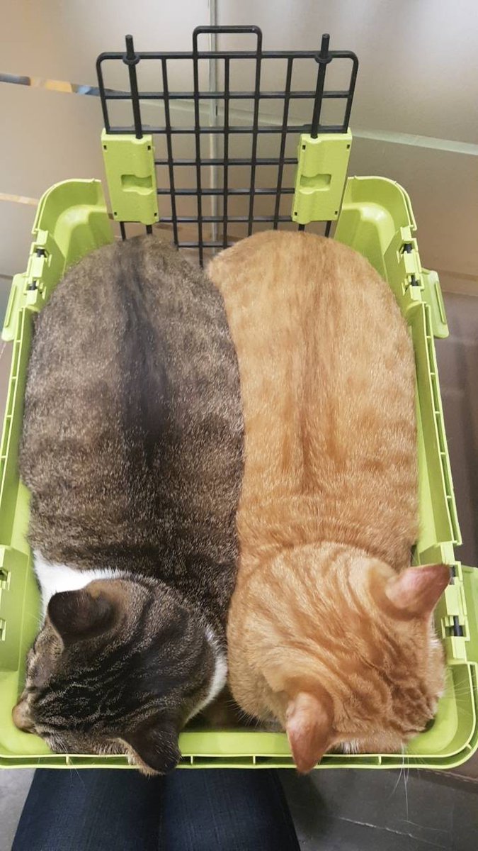 15키로
넣겟다는 의지만 있으면 다 된다...