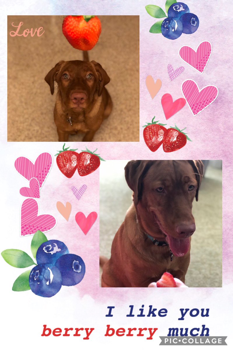 Rubydoobydog's tweet image. Happy Valentimes mine sweet @ollythecollie ❤️