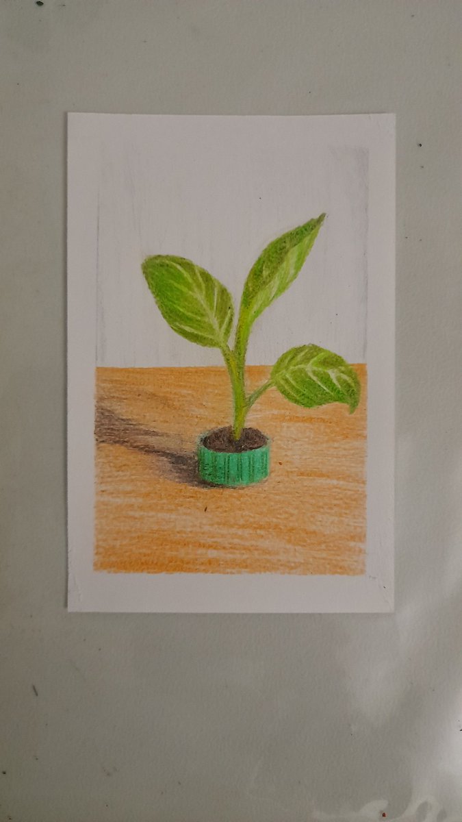 XxNightblazexX's tweet photo. Day 14. Sprout in a bottle cap.
#FebruaryLeaves
#oneaday 
#art #drawing #pencilcrayon #colourpencil #colorpencil #sprout
#shoot #youngplants https://t.co/h1N40C4KYJ