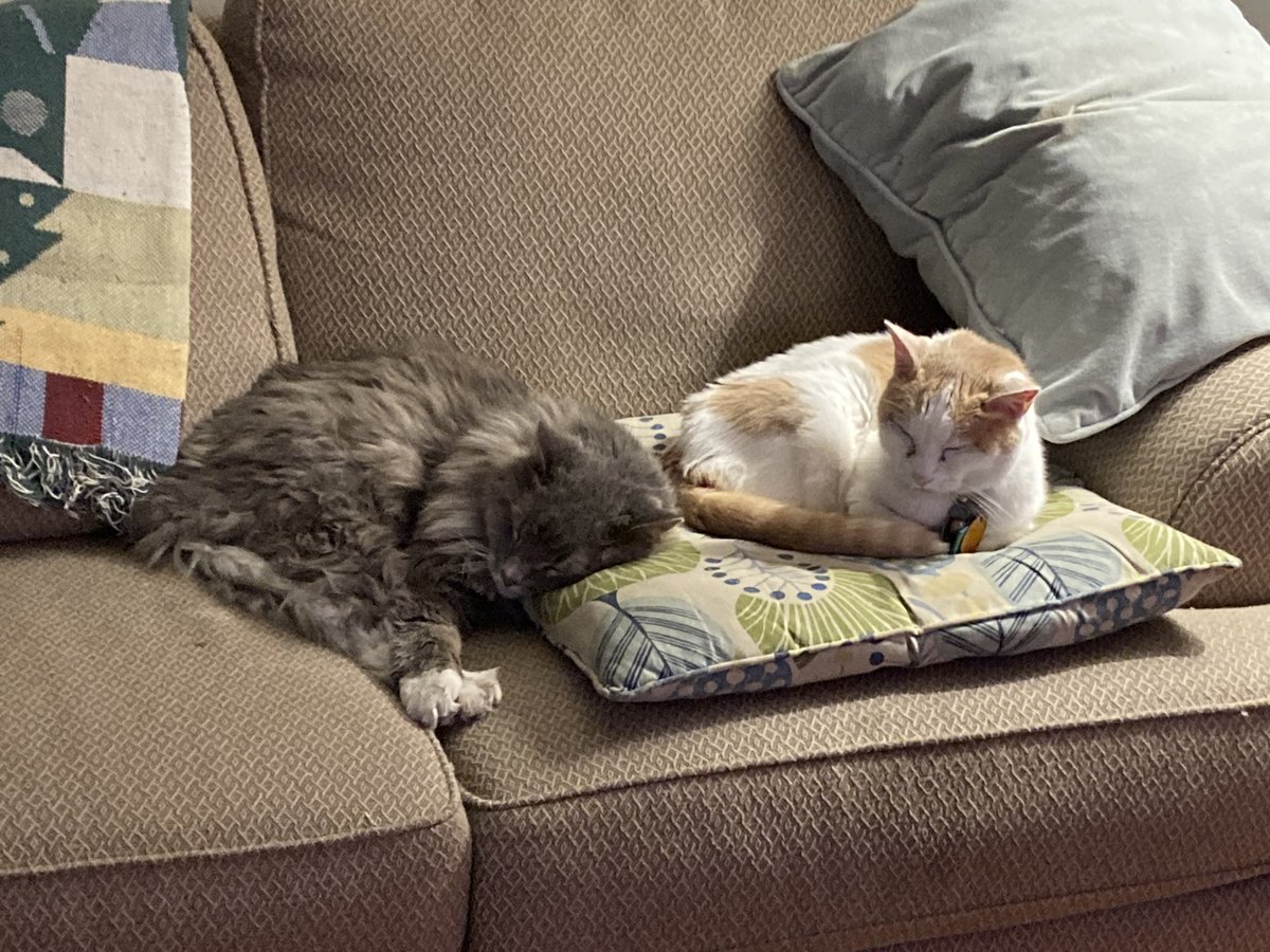 Hey all me &amp; my bro Crash <a href="/CrashTheFloof/">Crash</a> are havin a happy #ValentinesDay hope you are too! 😻😸😹