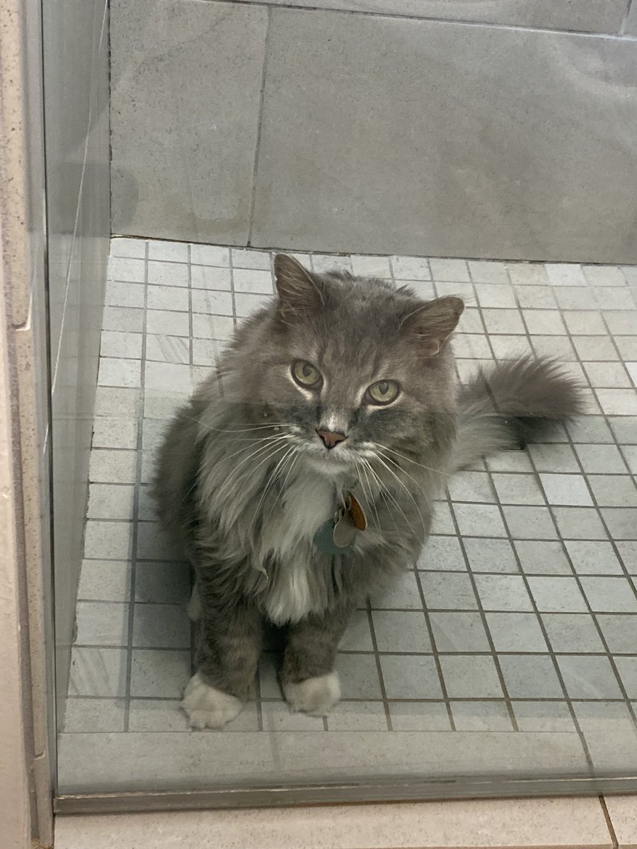 I’ve thoroughly examined the shower, but I still can’t figure out what the humans do in here.

Also I can’t figure out how to get out…
#CatsOfTwitter