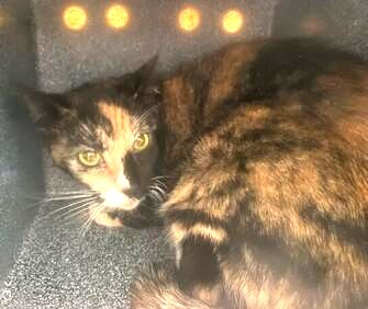 DubJH1009's tweet photo. https://t.co/1zJpkXPUaW #NeedsHelpASAP #Mayday #SOS #Desperate #MustBeSavedNow #nyc #cats https://t.co/K5w53mOWF8