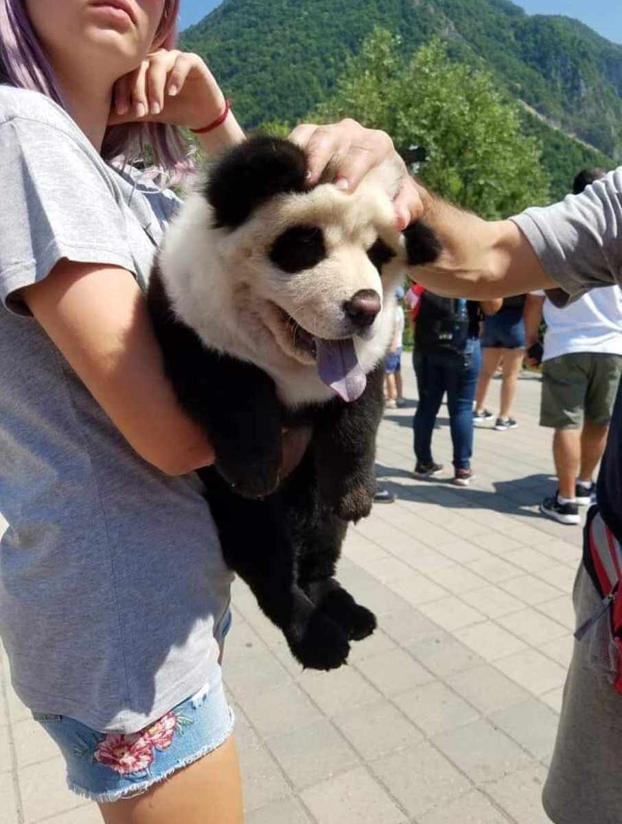 itimaliasof's tweet photo. e esse doguinho que parece um panda https://t.co/qxu8A8Sf6p