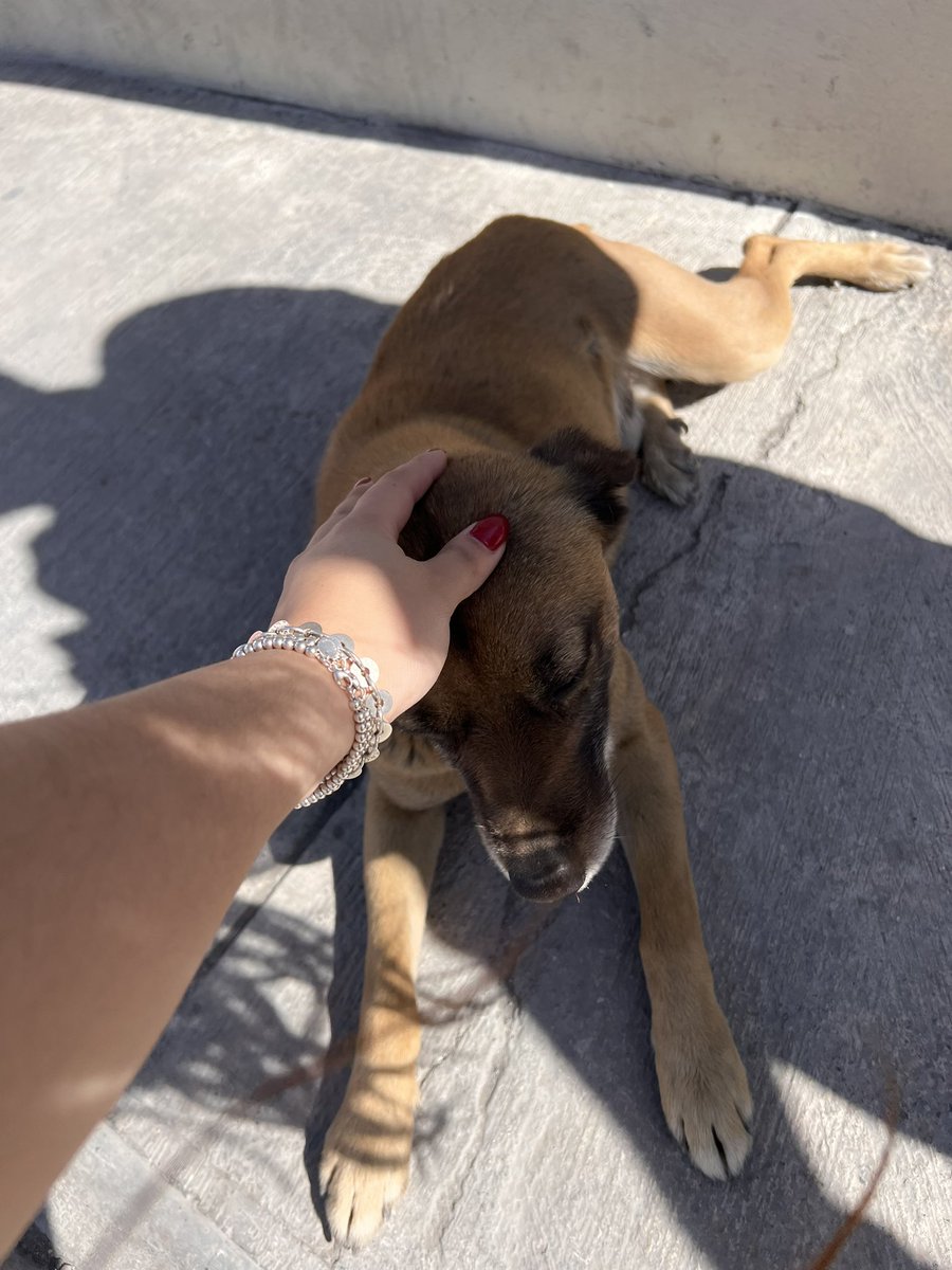 LuuMorenoVargas's tweet photo. PERRITO EN BUSCA DE UNA MEJOR VIDA!!!! se llama Mocho tiene 6-7 años, sus dueños no lo quieren, ya lo han ido a tirar dos veces (cada vez más lejos) pero se regresa :(. Pls denle RT para encontrarle una casa!!! (se los doy con comida, cama, collar, correa, etc) https://t.co/09Vht8Ff7Z