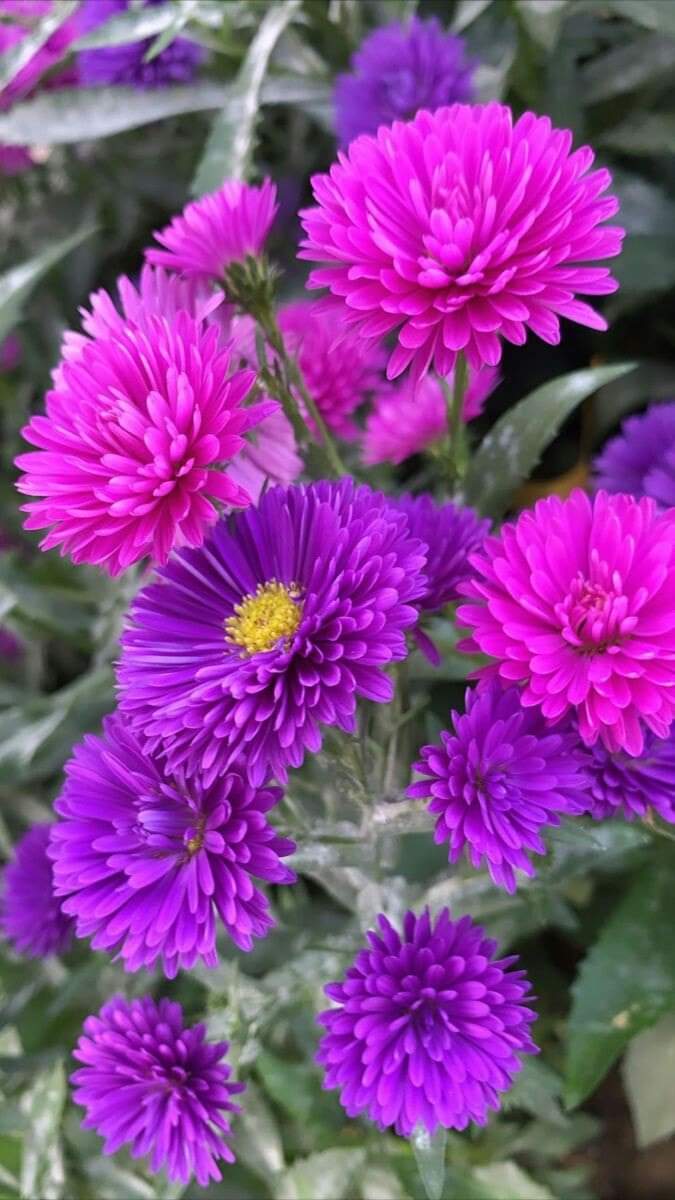 Afra7576's tweet photo. اسلام علیکم ورحمتہ اللہ وبرکاتہ 🌻🌻 
صبح بخیر 🌻🌻
یااللہ ہم سب کو صبر کرنے کی توفیق عطا فرما آمین ثم آمین 🌻🌹 https://t.co/WDRi06v8fg