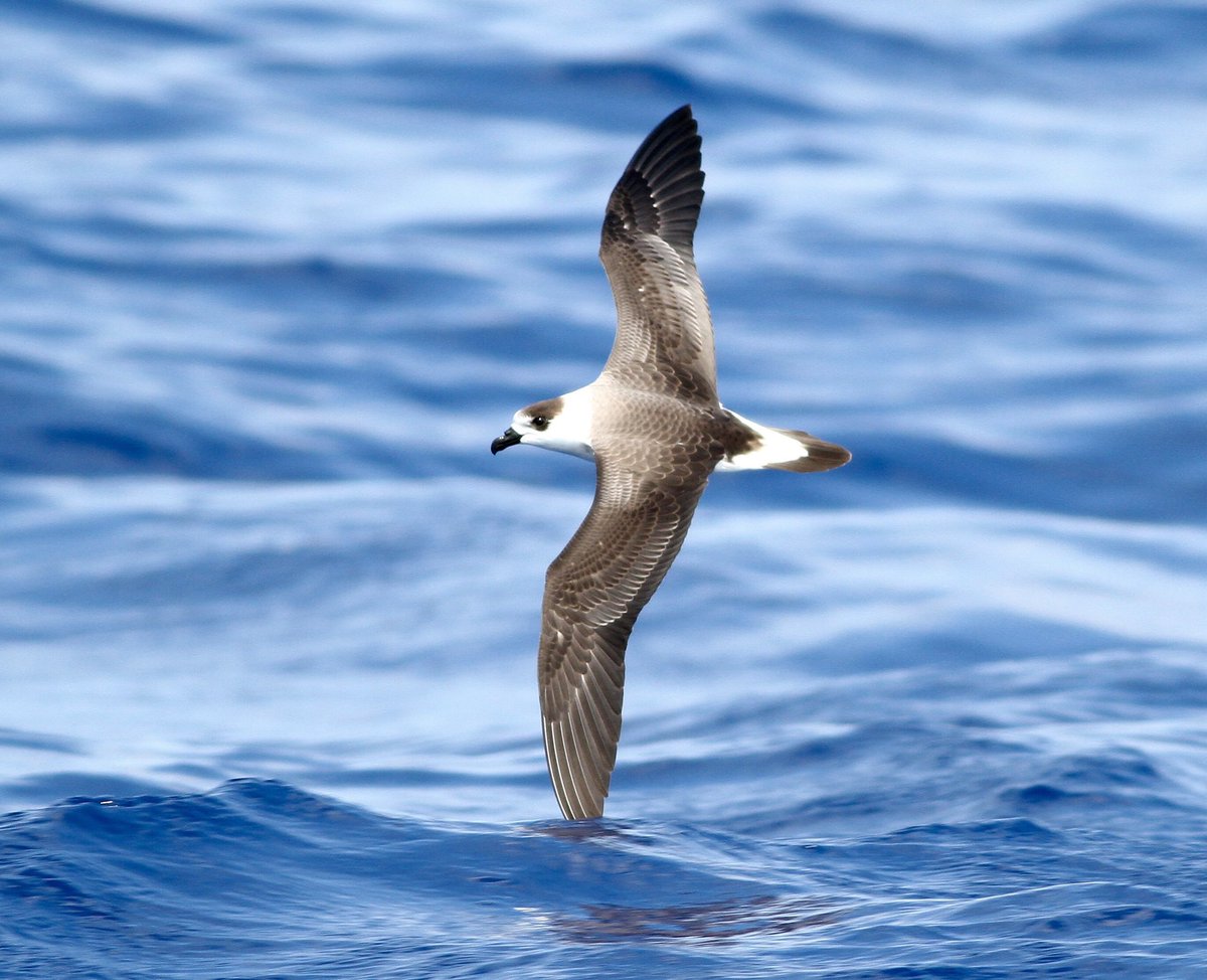 ABCbirdsMarine's tweet photo. Hey @DomWhale !  While you are out looking at the big ‘uns - have you seen #Diablotin?  They like the same habitat as #SpermWhale, and might still nest on #Dominica!  Please reach out to #ExpeditionDiablotin to collaborate!  (Pic by K.Sutherland) https://t.co/tqJ0YVlXWu