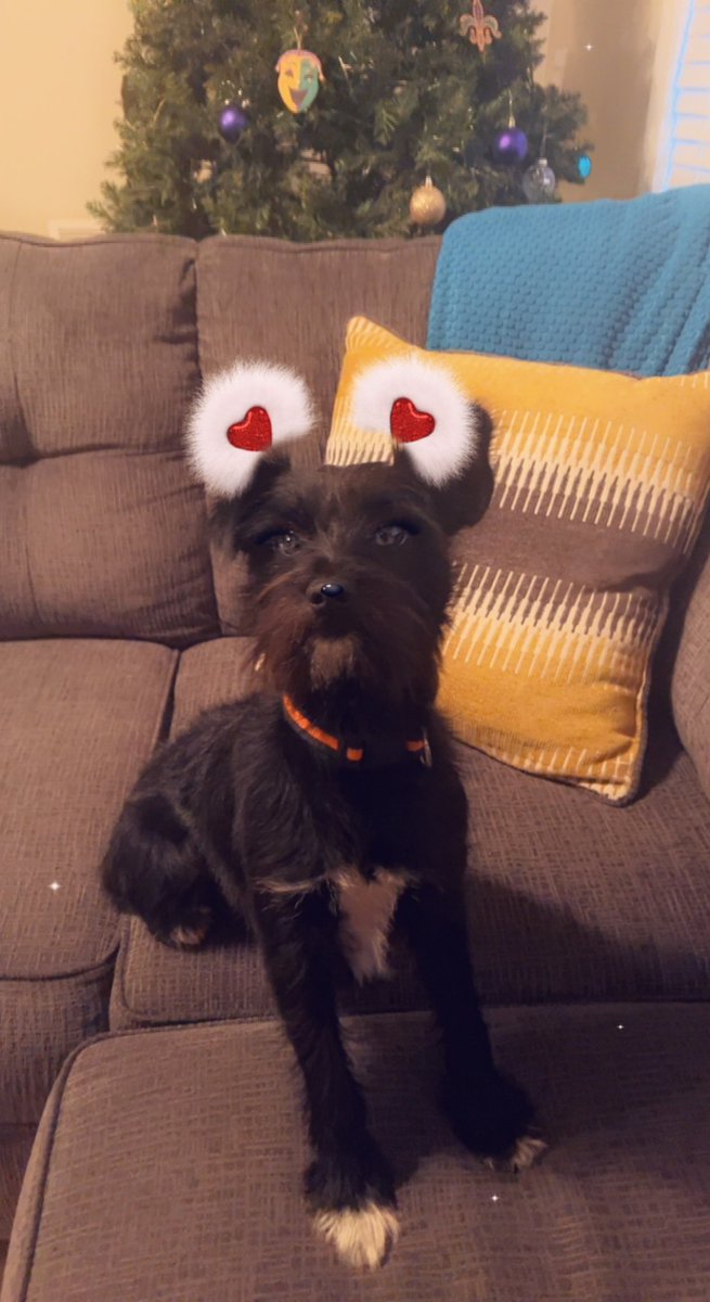 ApolloLovesFun's tweet image. I almost let the day go wiffout wishing my Frens a Happy Valentine’s Day! I hope you got love and cuddles today! If not, sending a virtual one to you right now! Wub you! ❤️🐶