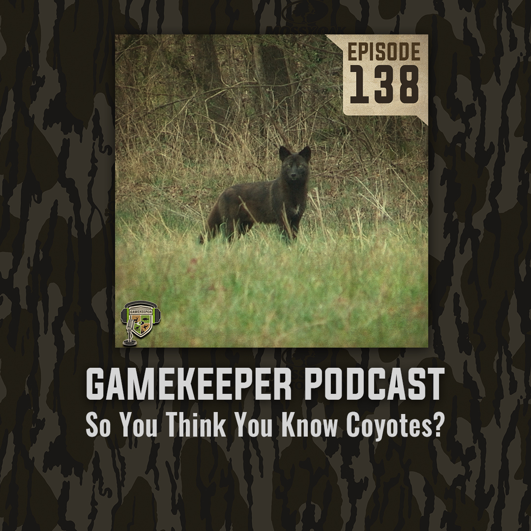 This week we are honored to have Dr. Dana Morin, an Applied Population Ecologist with the Carnivore and Population Ecology Lab at the Forest and Wildlife Research Center at Mississippi State, explaining many facts about coyotes. mossyoakgamekeeper.com/podcasts/ep138…