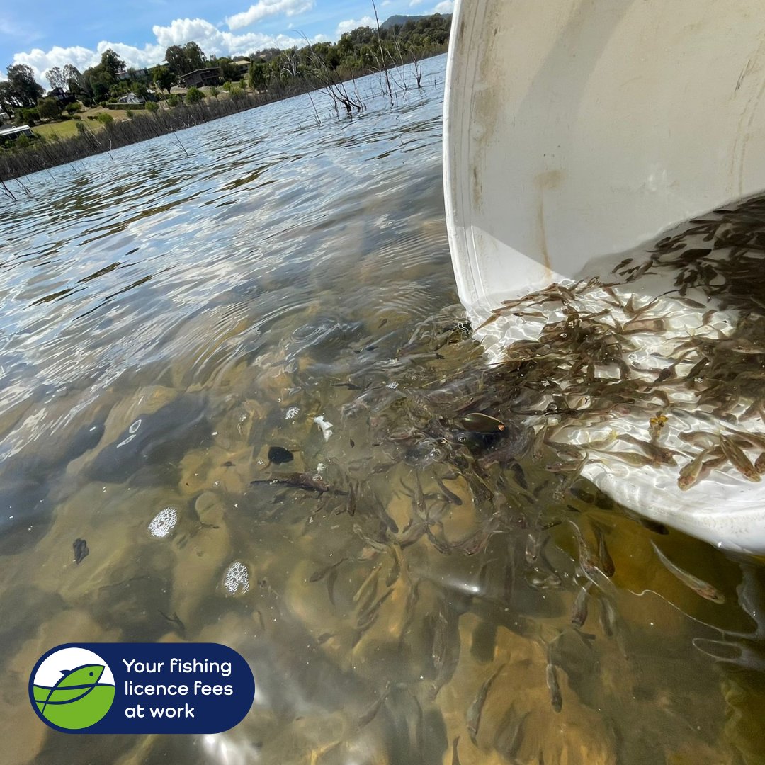 VicFisheries's tweet photo. Today we stocked 45,400 Murray cod into Lake Eildon at Goughs Bay and 50,000 golden perch into Barkers Creek Reservoir.
Five other waters in the north west shared in 60,000 silver perch too.
#fishinglicencefeesatwork #gofishingvictoria #yellas #murraycod #silverperch https://t.co/QpejbRkaCc