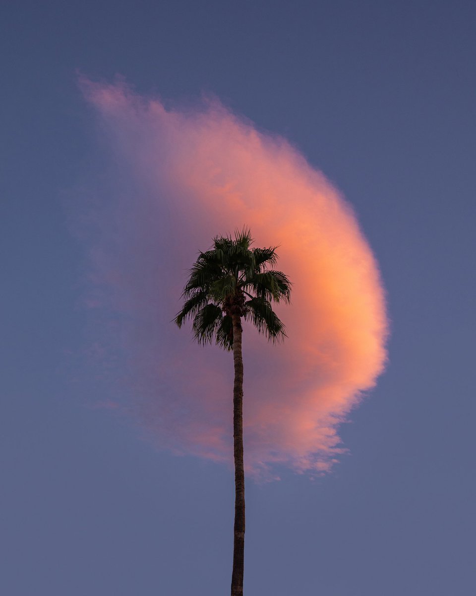 💖🌴