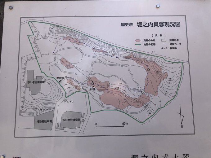 今回ってきた、AからDにかけてがやたら分厚い。貝殻たくさんあるわけだ 