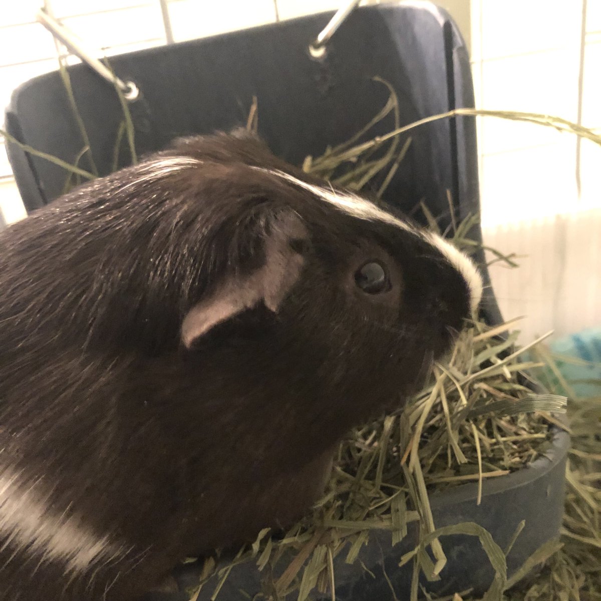 invisibirbs's tweet photo. I think I win the “cutest Valentine’s Day date” competition https://t.co/M7Vhnz1hkg