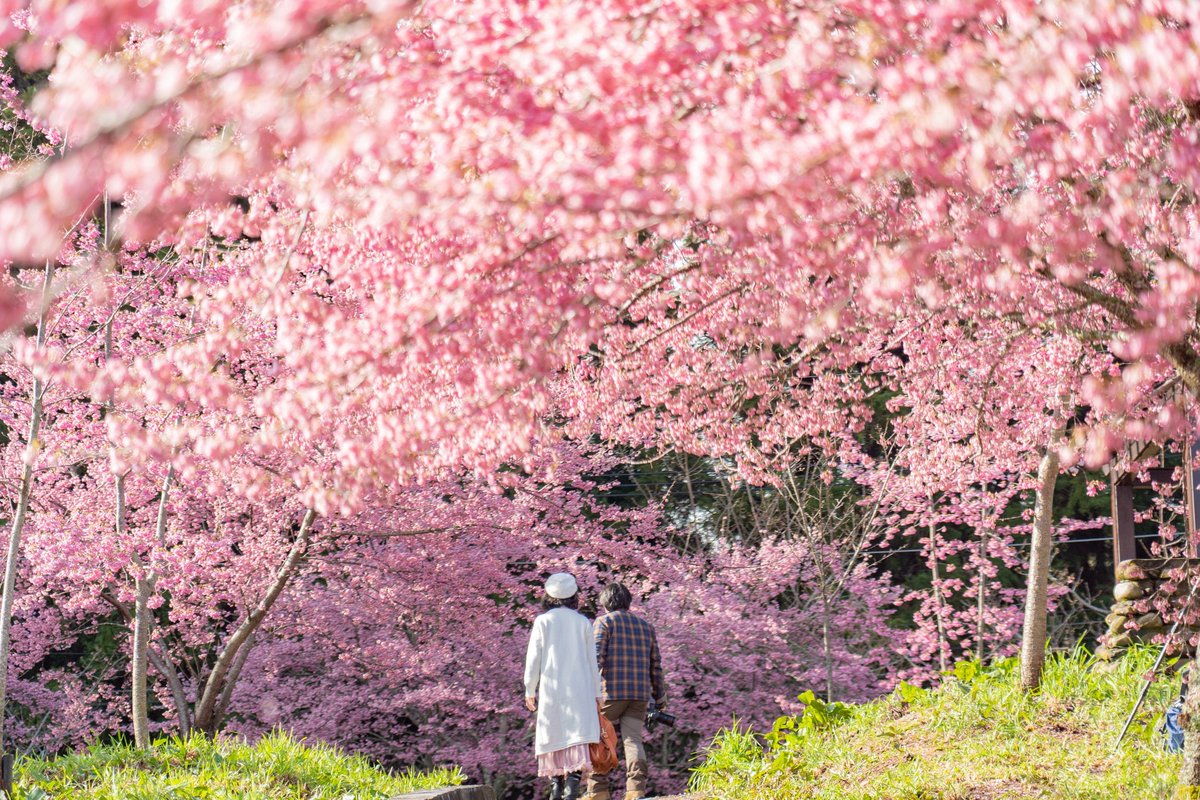 Follow Taichung’s cherry blossom guide, enjoy the cutest #spring ever. #Frühling #printemps #primavera #primavera 📣Dear followers, this account will be merged into @taichungtravels from March. Follow that to discover latest events and attractions in Taichung city, Taiwan.