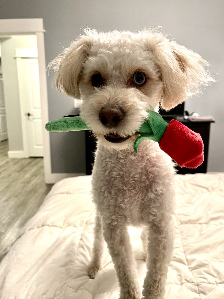 Happy Valentine’s Day 🌹