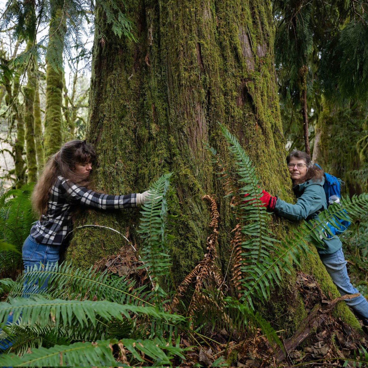 @GovInslee @AusintheUS @A_Sinodinos Are you aware that @waDNR is cutting down old growth trees and legacy forests on our state public lands?

Old trees and natural forests are essential to combating wildfire. The McCannon timber sale must be canceled - it and forests like it must be protected!