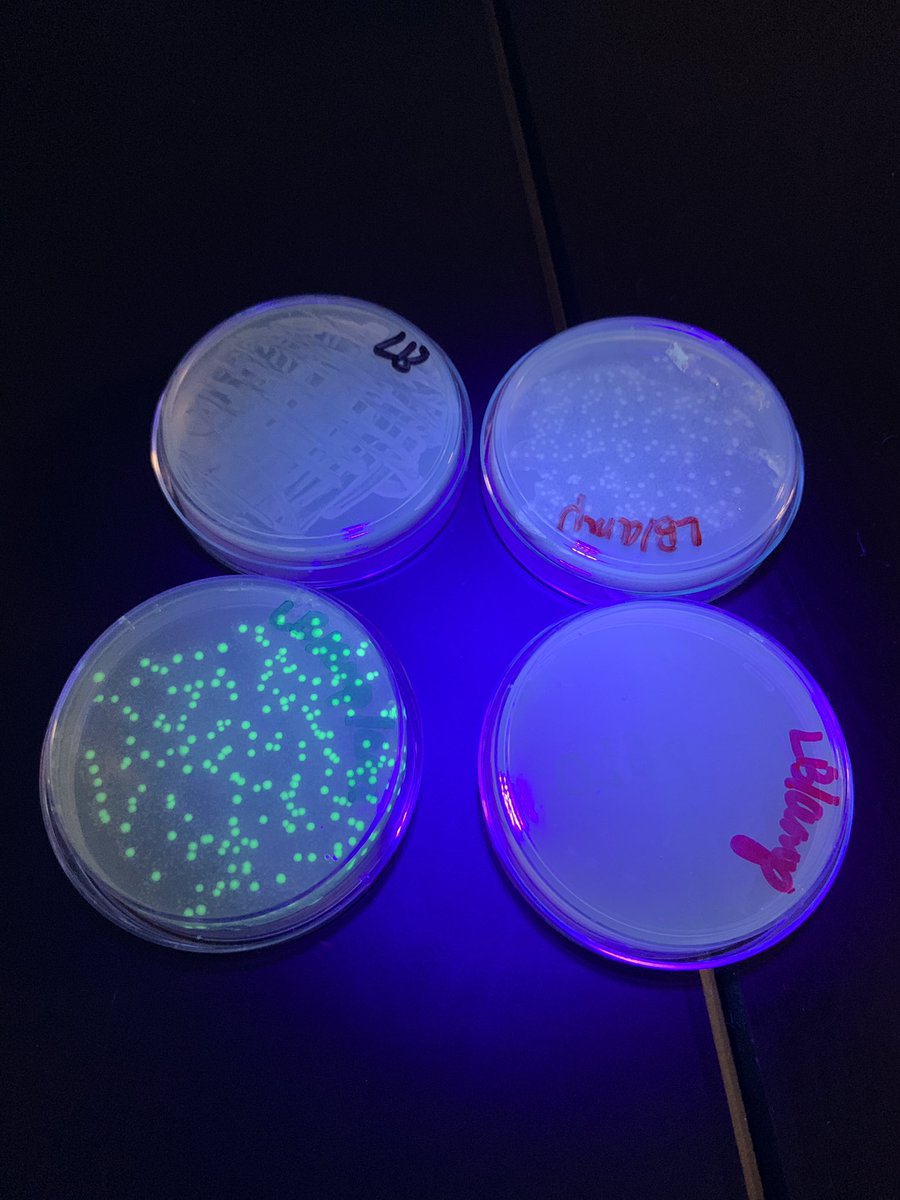 Sherri Wagner tweet media