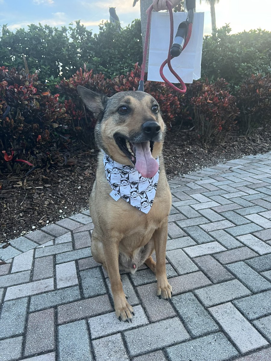 All of them wear Bark and Fashion Scrunchy Bandanas❤️ #AnimalLovers #etsyfinds #etsyshop #dogbandana #elasticbandanas #petlover #bandanabusiness #dogaccessories #shopsmall #floridadog #etsygifts #furbabies #furfriends #onlineshop #onlineshopping #dogmom #pet #dogscarf #cute #dog