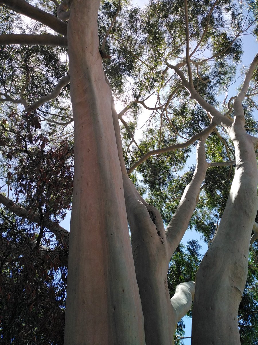 Another corymbia lemon scented gum 😍 #LoveAGum