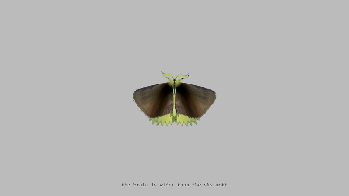 moth generator tweet media