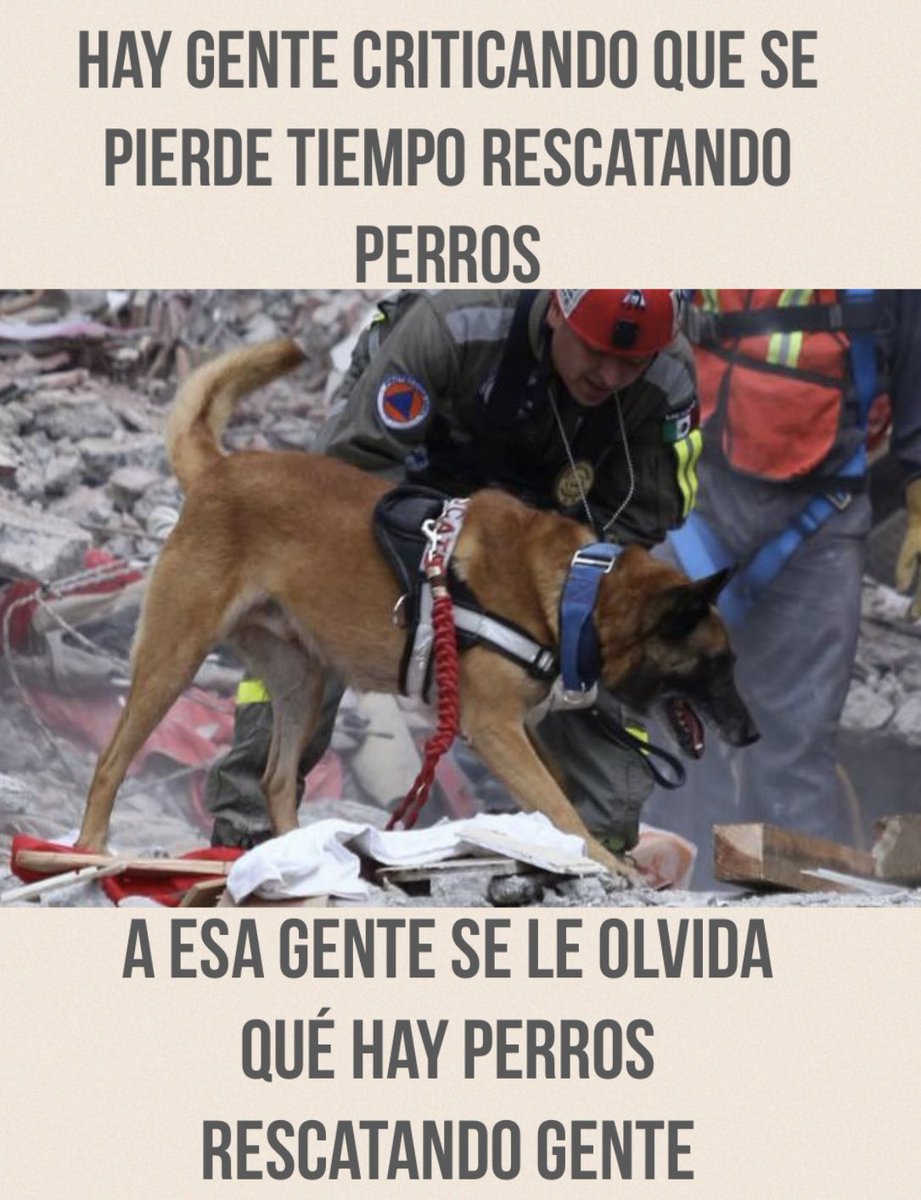 Para los musulmanes los perros son impuros, deseo que después de todo lo que han ayudado en el desastre deje de estar prohibido tocarlos o abrazarlos, quizás con esto se acerquen más a ellos y les quiten esa etiqueta y abracen a sus rescatistas caninos.