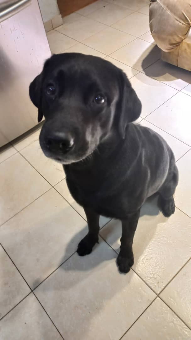 Lien_Real_'s tweet photo. 🔴MI PERRO ESTÁ PERDIDO🔴

Se escapó de casa sobre las 5:00pm.

Parece que lo vieron por última vez cerca de 48 y 27, PLAYA.

Responde al nombre de Negrito.

Por favor, agradecería que compartieran o si lo ven en algún perfil, me escriban.

Estamos como locos buscándolo 😔 https://t.co/ooMcZwLFL6