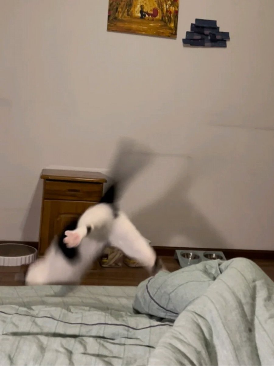 DontShowYourCat's tweet photo. checking under the bed https://t.co/7Sp0GNgyRx