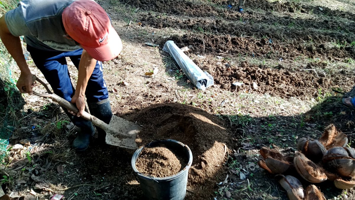 CAREphl's tweet image. Members of the Malabanan Farmers Association decided to try applying organic inputs (compost, fish amino acids, organic herbal nutrient, and fermented plant juice) in a portion of their farm after attending a #aGAP sustainable agriculture training.