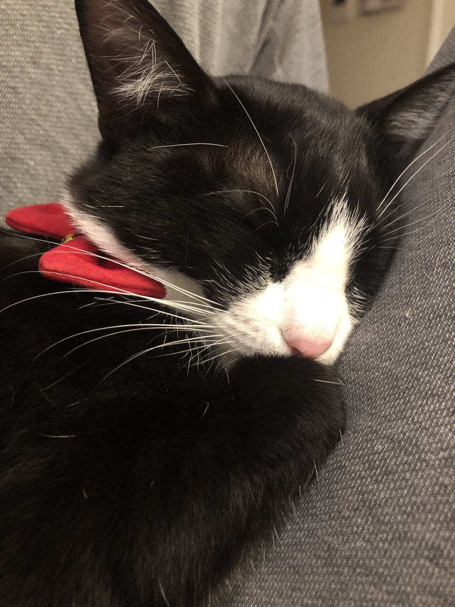 #猫
#可愛い
今日も今日とてウチの愛猫みるくは父から離れない
