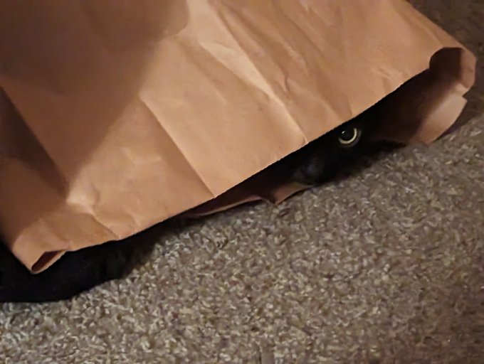 Uggg been sick all the last week and slept right through Valentine's day.  Here's a cat for no reason