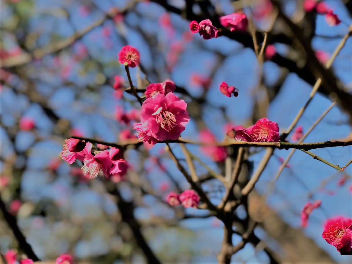 SouToku_4970's tweet image. ／
🌤️　水曜日、こんにちは！
＼

もう、15日！
２月も半分終わりました。

と言っても、
２月は、28日までしかないですね💦

気付けば、紅梅も咲いていました😊！

♪梅は咲いたか、桜はまだかいな～

#こんにちは
#Goodafternoon

#Доброгодня（🇺🇦　ドーブロゴ ニャー）