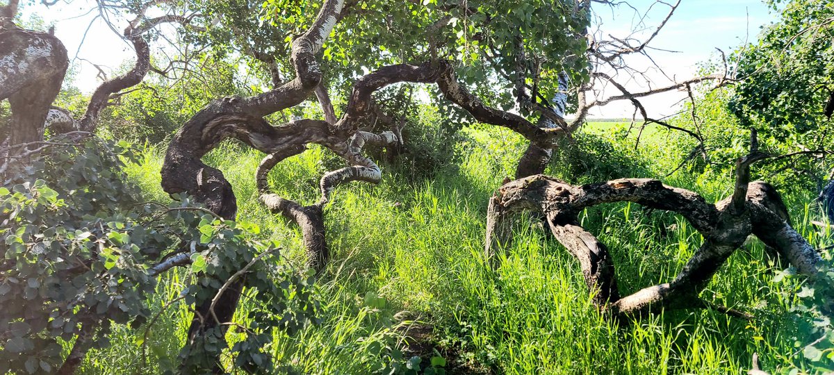 SwordKira tweet media