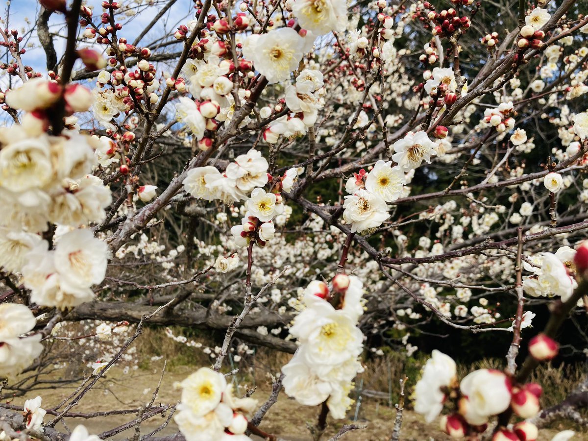 ZWslsFXC2HX8wIX's tweet photo. 🌸🌼
ぶるっ

今日は寒いですねぇ
風邪など召されませんように
(＞人＜;) https://t.co/5v2p4Q3NQQ