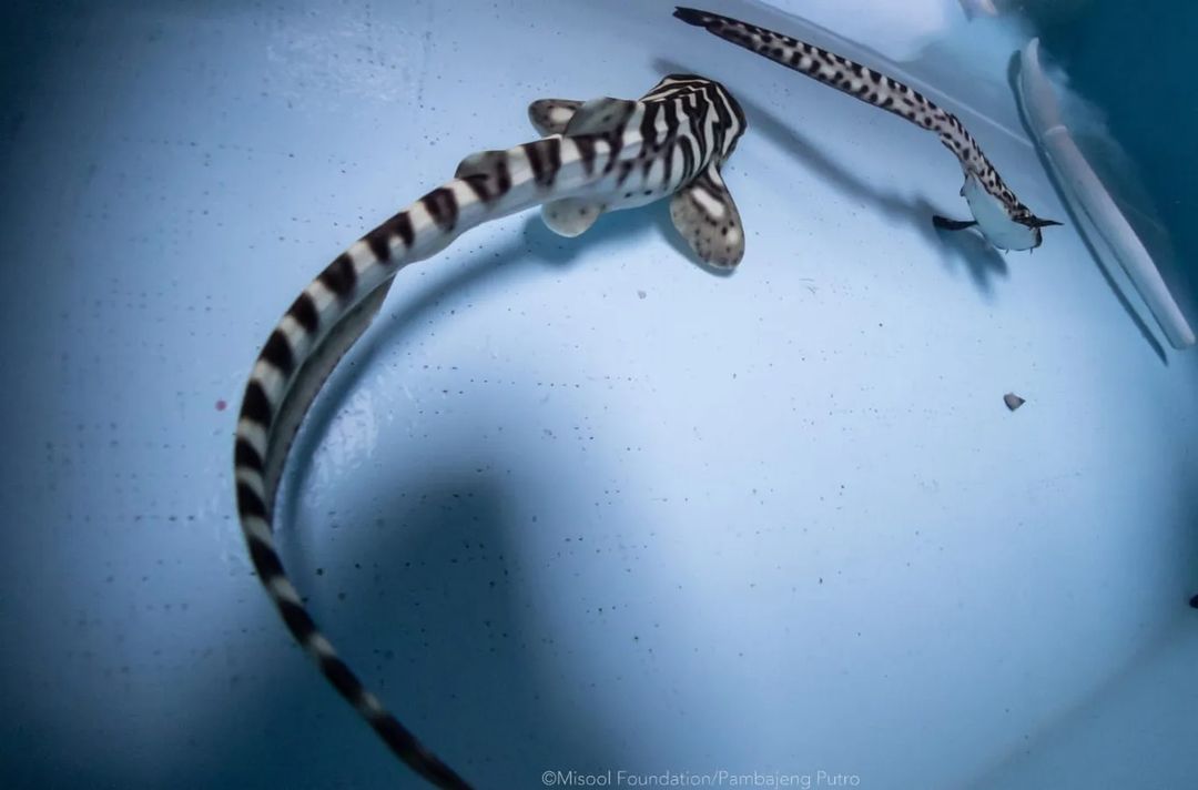 resharkorg's tweet photo. 🔁 Repost from our partner Misool Foundation: Let's welcome Shannon into the world! Our second #zebrashark pup to hatch at @misoolresort nursery! Here's our aquarist Kyra taking care of the pups until they're released into the wild.
#ReShark #StARProject #indonesia https://t.co/zJeP75Hsj4