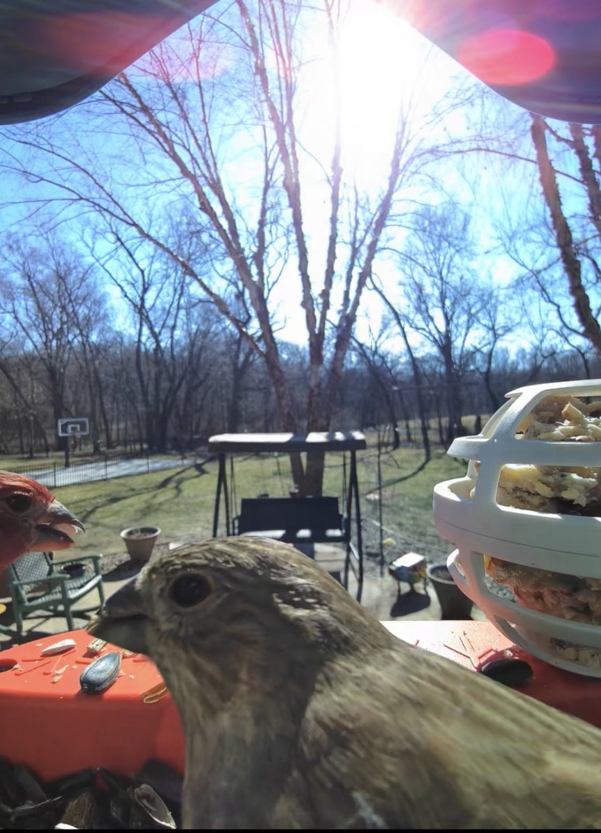 breading's tweet photo. Happy Valentine’s Day to these House Finch lovebirds. She is the center of attention while he just chows down. #Goldenperchawards https://t.co/VFbhPGsaEn