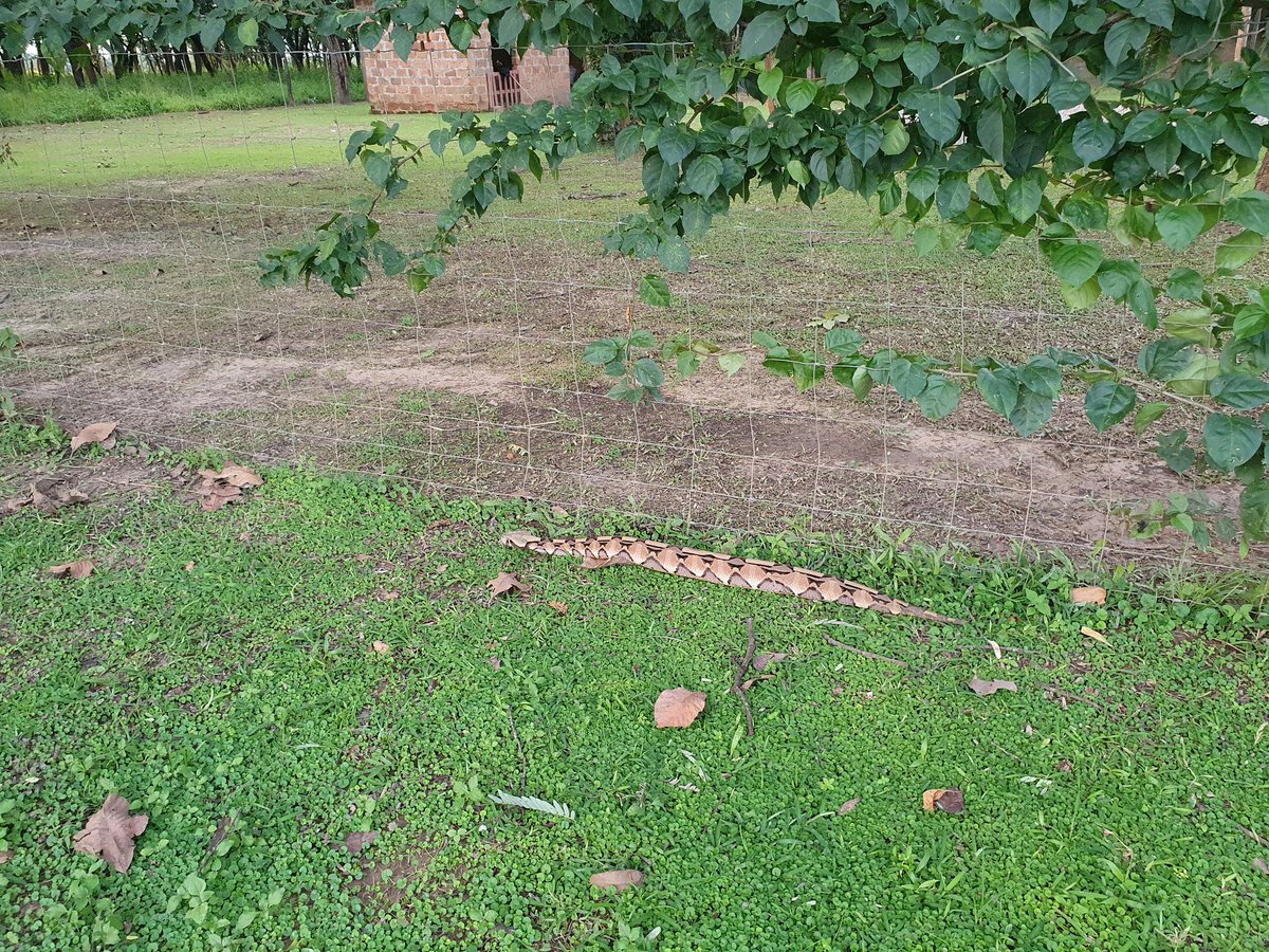DylanGebers's tweet photo. Lawn is coming on nicely. https://t.co/QP3TALH5jM