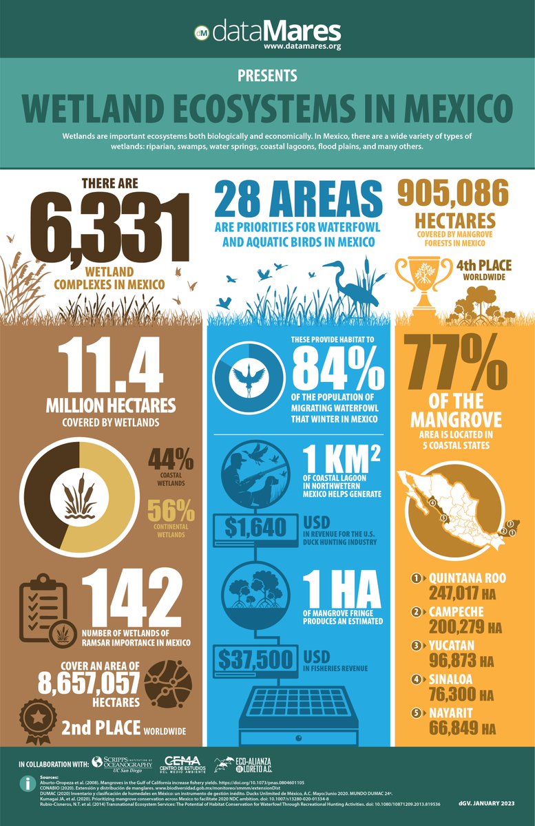 dataMares's tweet image. Wetlands are important ecosystems both biologically and economically and Mexico is home to a wide variety, including riparian, swamps, water springs, coastal lagoons and flood plains.

📌 Download the #dataGraphic here: datamares.org/preview/dg_wet… 

#ForWetlands #wetlands