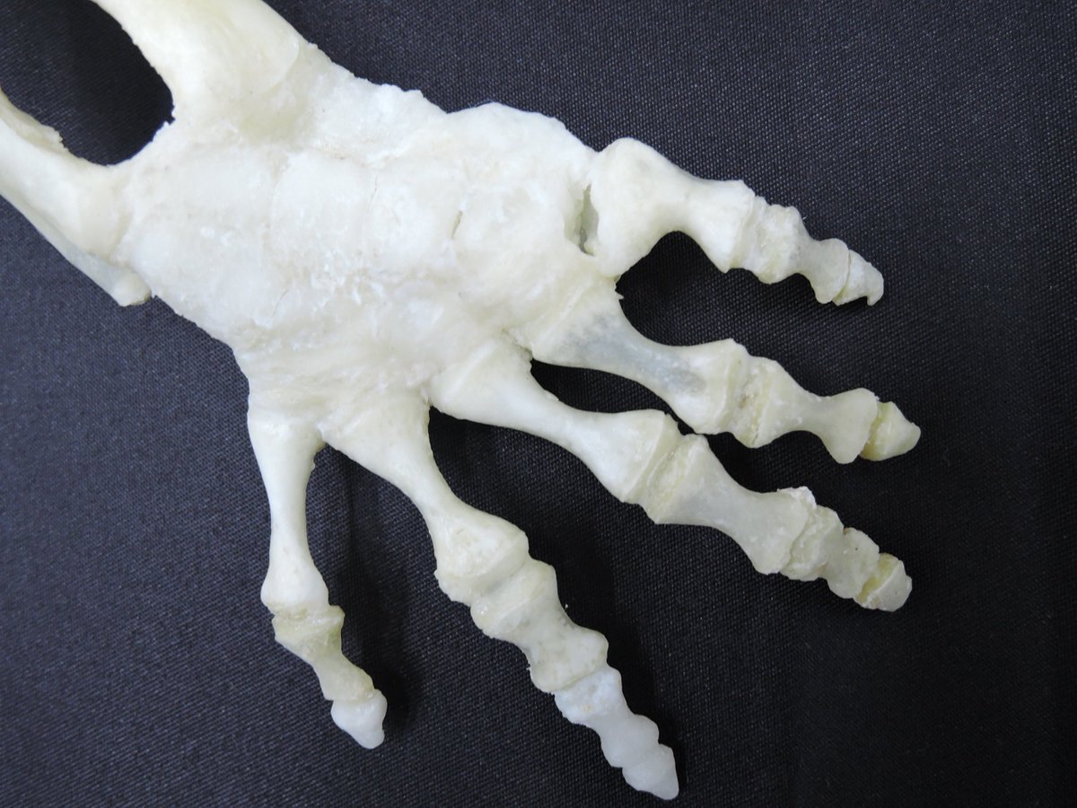 骨格標本】 オオサンショウウオの骨格標本を製作しました🦴 骨が繋がっ