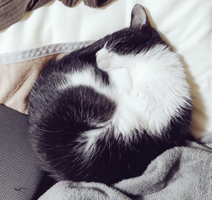 ね…ねこーーーーッ 