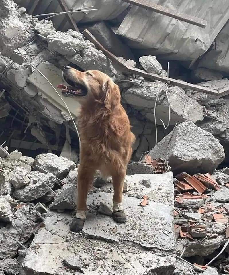 لك ان تتخيل ان هؤلاء الأبطال
قاموا ب انقاذ حياة الأشخاص
بعد الزلزال و حتي الآن
منهم أطفال وكبار ونساء ورجال
لدرجة أن بعض هؤلاء الابطال أصيب ب الإجهاد
ونام بعد فترة طويلة من العمل و البحث ليستريح ثم يعود ليكمل مهمته
 ومازال الانقاذ مستمر
كائنات خلقها الله وسخرها لخدمة الإنسان❤️