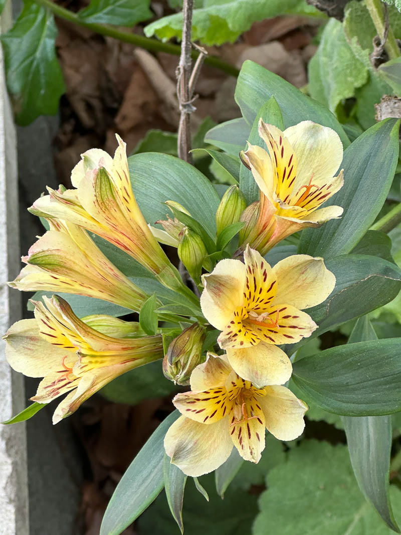 alaindelavie's tweet photo. Floraison hivernale d’un alstroemère dans un jardin de #Levallois #fleurs #hiver #yaplusdesaison 
https://t.co/4IRrKfpYJD https://t.co/SnpIvrAX0z