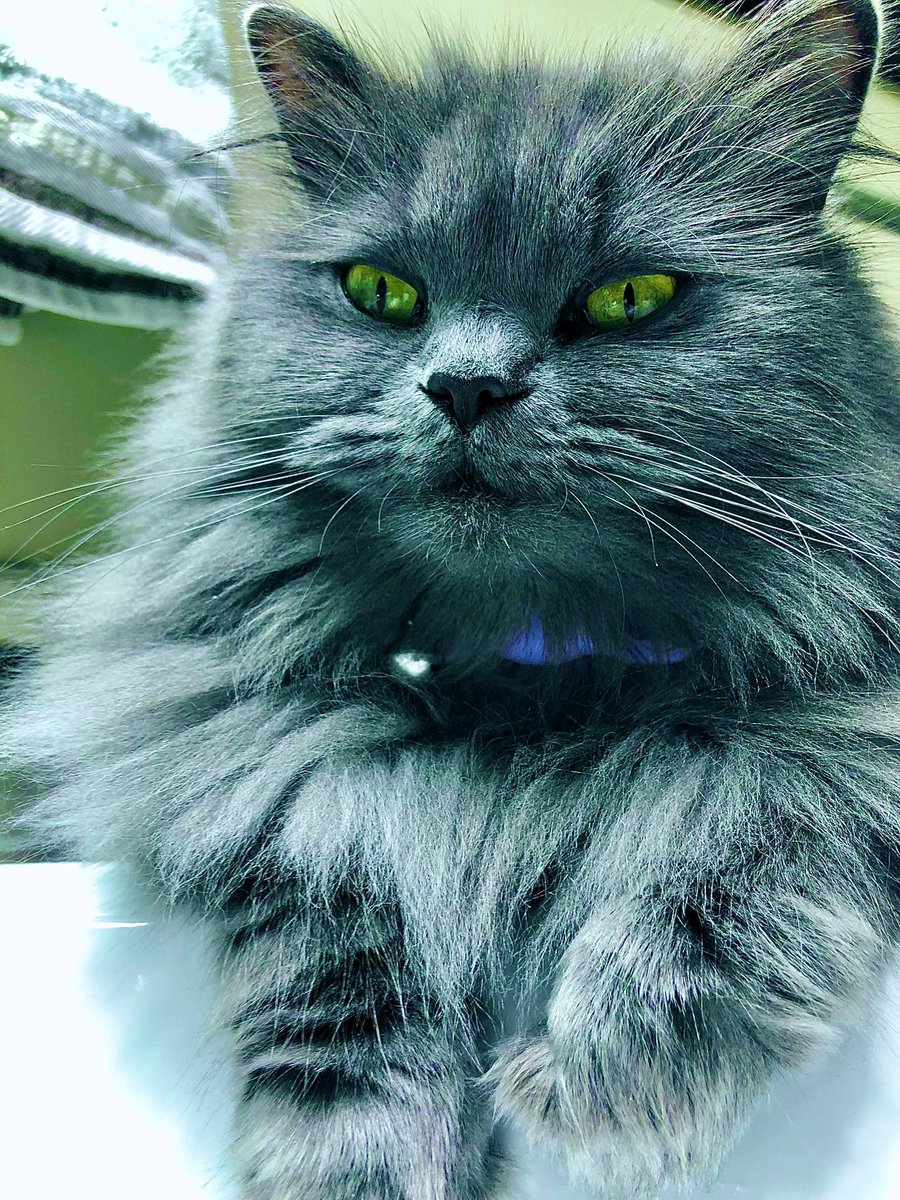 MaggieM72859196's tweet photo. Hi I’m Maggie and I’m looking for new cat friends 😻😻😻😻😻 https://t.co/itOZlL4NWR