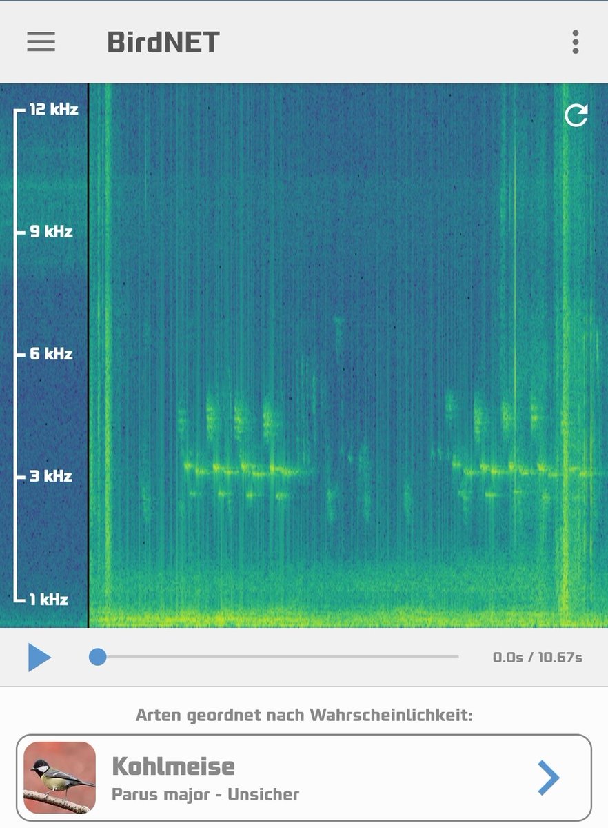stehrumchen's tweet image. #birdnet Montagmorgen 💙💚