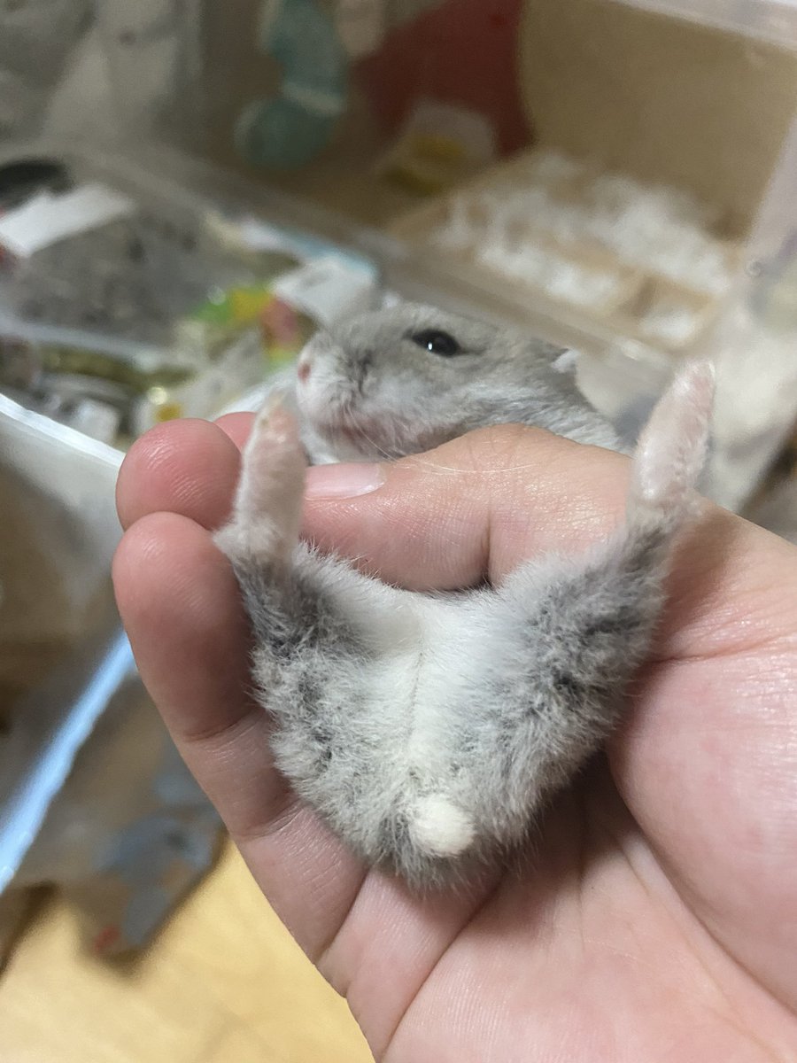 햄스터 엉덩이는 최고야