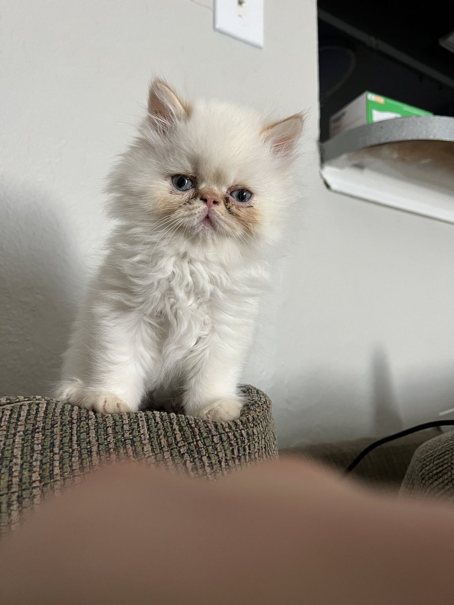 officialuriel's tweet photo. 🥰 8 weeks now https://t.co/CXxjnHyCYl