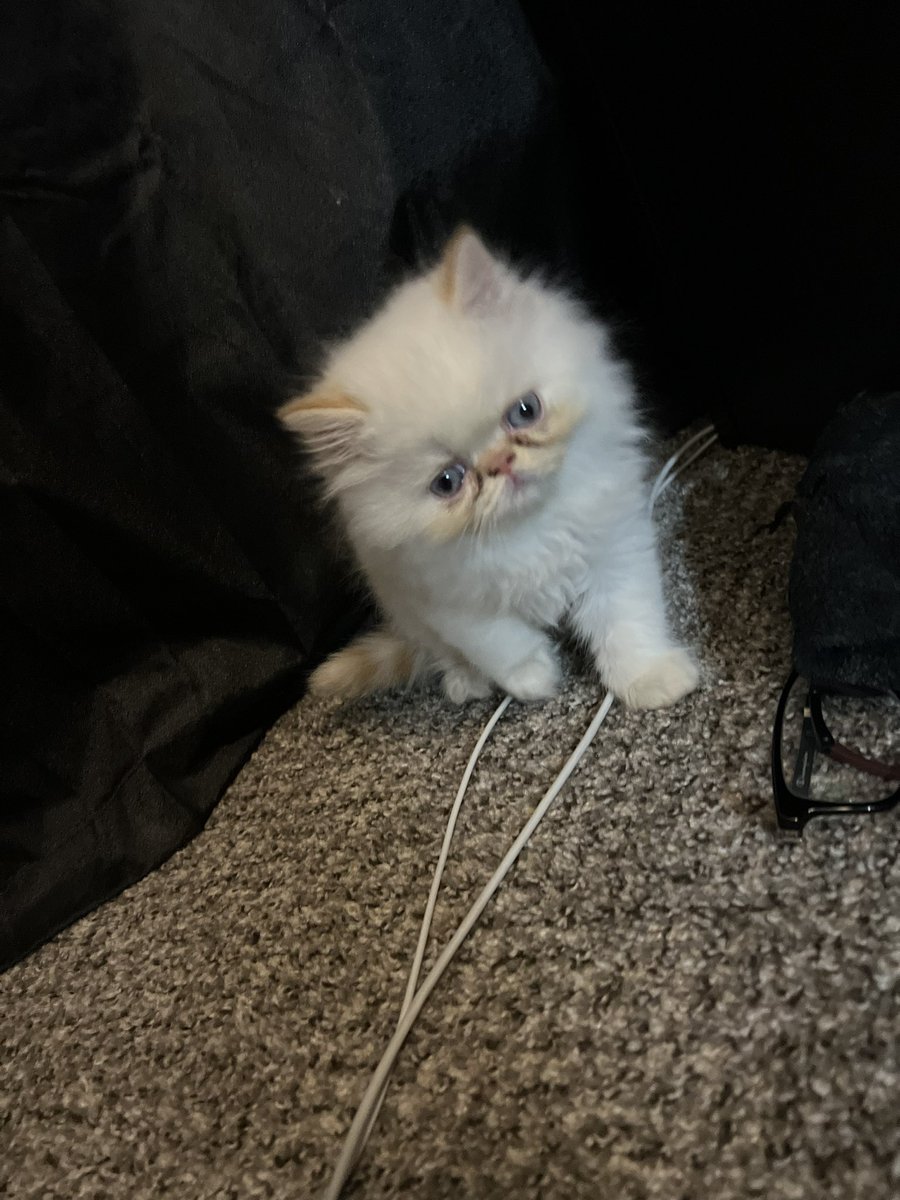 officialuriel's tweet photo. 🥰 8 weeks now https://t.co/CXxjnHyCYl