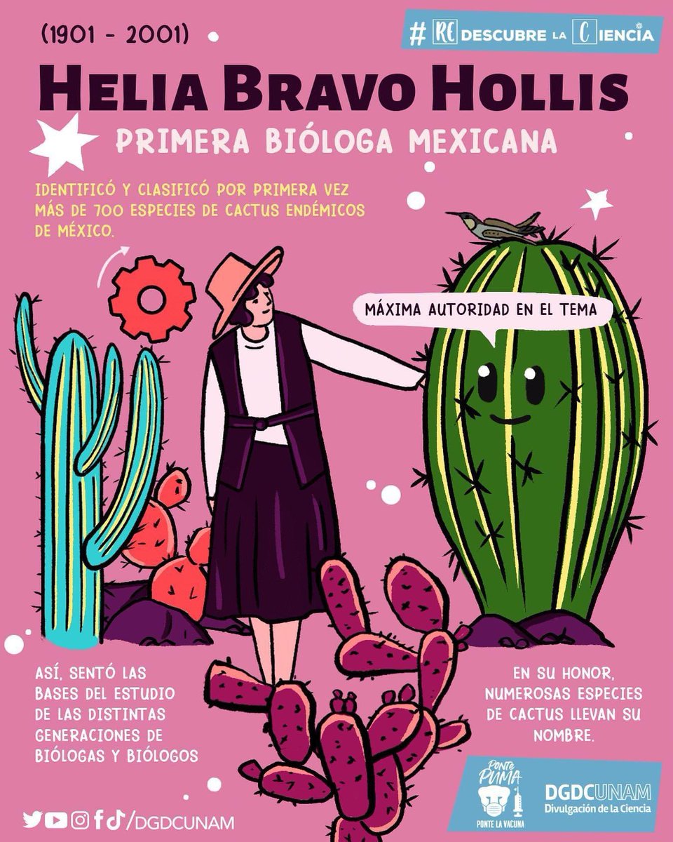 DGDCUNAM's tweet photo. Helia Bravo Hollis, la primera bióloga mexicana, reina de las cactáceas.🌵 

Se dedicó a observar, analizar, fotografiar y clasificar cientos de ejemplares de cactus de México. 

Creó el herbario en el @IB_UNAM y contribuyó a la fundación del @JBUNAM.💚

#MujeresEnLaCiencia https://t.co/pIGtQAWdrd