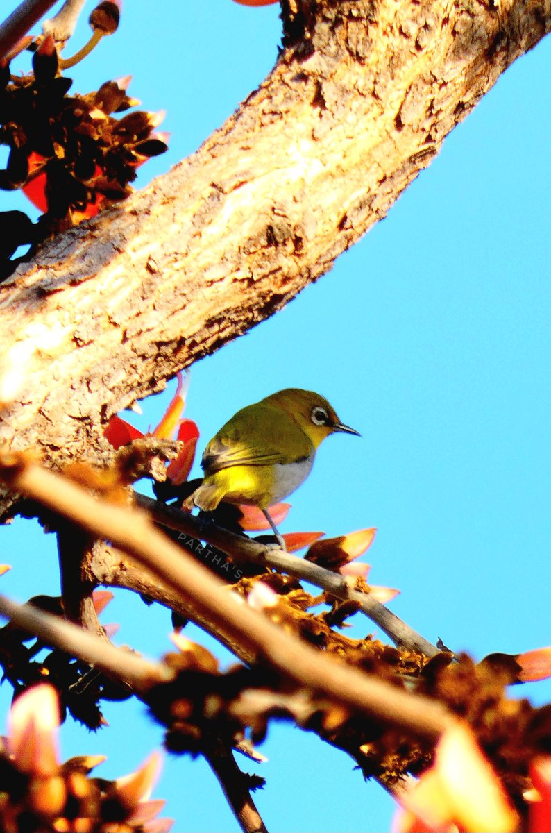 Indian White Eye-Birds of Malwa 🇮🇳 
@IndiAves @lumix_india @Britnatureguide @NatGeoPhotos @NatGeoIndia #wildlifephotography #BirdsSeenIn2023 #BirdersTwitter #TwitterNaturePhotography #ThePhotoHour #birdphotography #BirdTwitter #NaturePhotography #photography #BBCWildlifePOTD